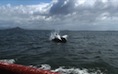 dolphin tn Dolphin Video