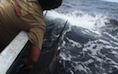 marlin tn Marlin Video
